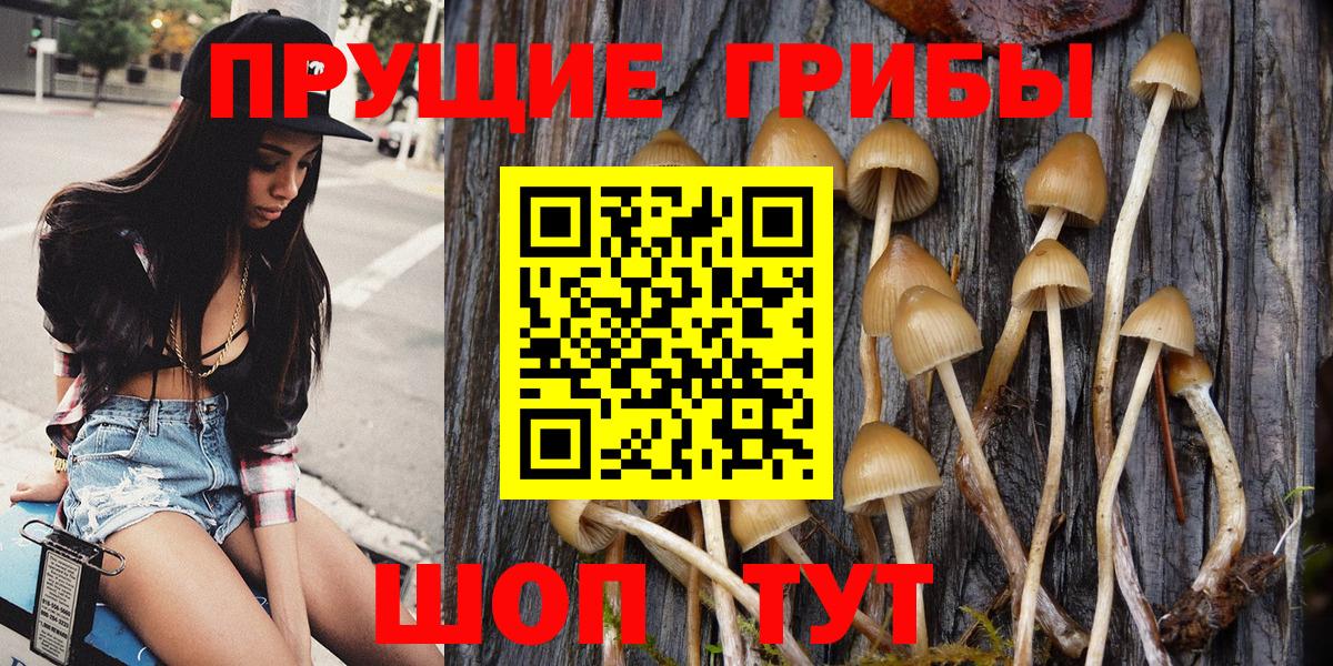 Галлюциногенные грибы Psilocybine cubensis Тельмана